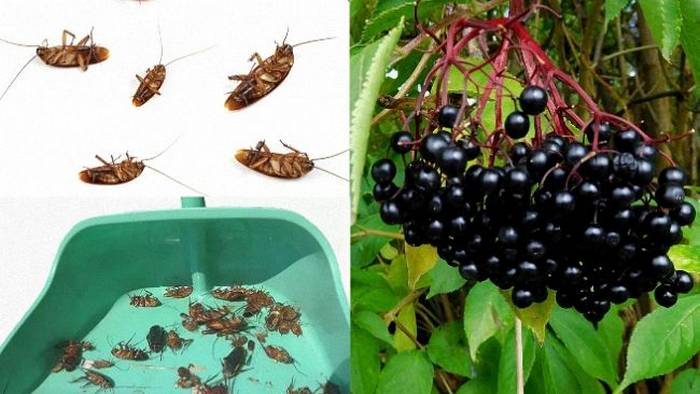 7 быстрых и доступных способов избавиться от насекомых