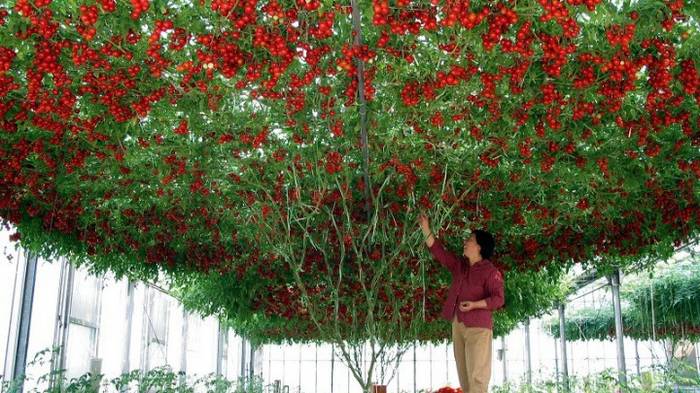 10 гигантских растений-гибридов, которые можно вырастить у себя на даче