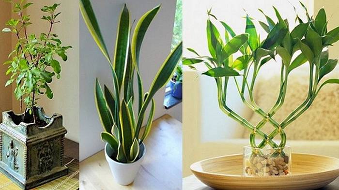 7 домашних растений, которые принесут позитивную энергетику в твой дом
