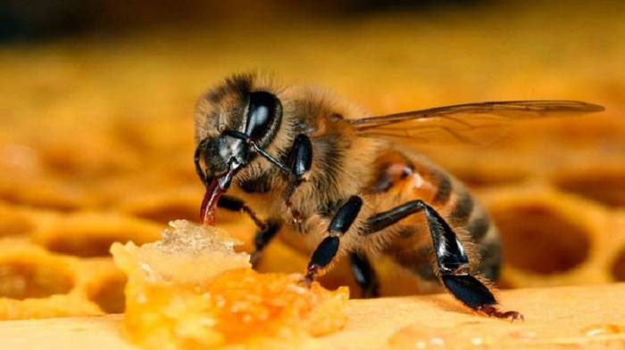Укусы пчел прописывал своим больным еще Гиппократ… Тяжелые поражения суставов исчезают