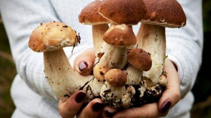 Правила выращивания белых грибов