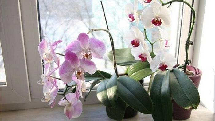 Как ухаживать за орхидеями в горшке