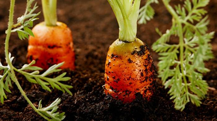 Как сделать лунки для посева моркови, лука и редиски
