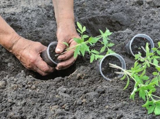 Высаживаем рассаду в открытый грунт. Как это нужно делать и когда именно?