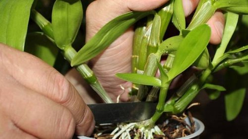 Как размножать орхидеи методом деления куста