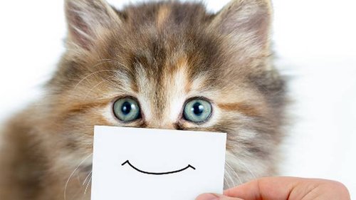 Как сделать кота счастливым