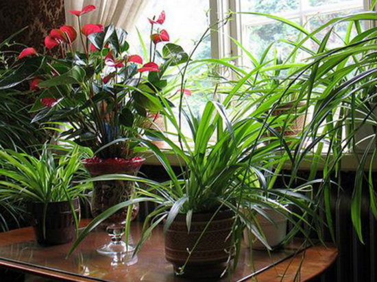 Комнатные растения, обладающие хорошей энергетикой
