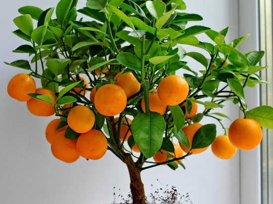 Как вырастить апельсин в домашних условиях