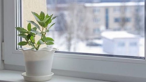 Как вырастить лавровый лист у себя в квартире