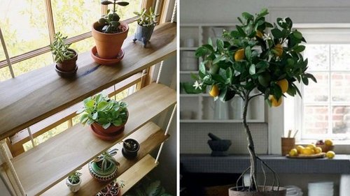 Подборка идей для украшения жилья растениями