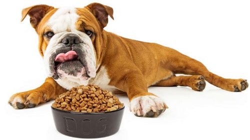 Как правильно выбирать сухой корм для собак?