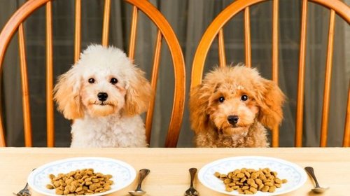 Как правильно выбирать сухой корм для собак?