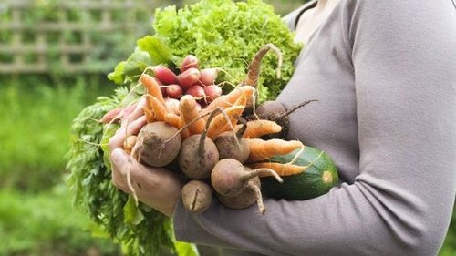 Почему нужно сеять редис в морковный ряд и как правильно это сделать