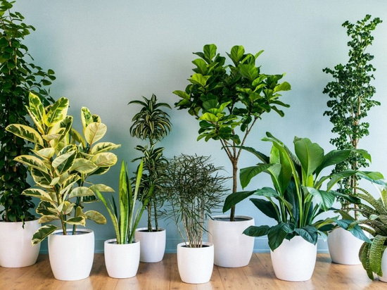Комнатные растения: какие растения повышают влажность и какие собирают пыль