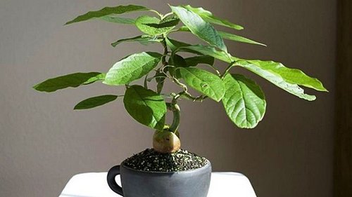 12 простых шагов для выращивания авокадо: интересная идея для хобби