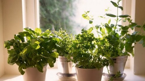 Свежесть зелени и трав круглый год: идеи для домашнего огорода на кухне