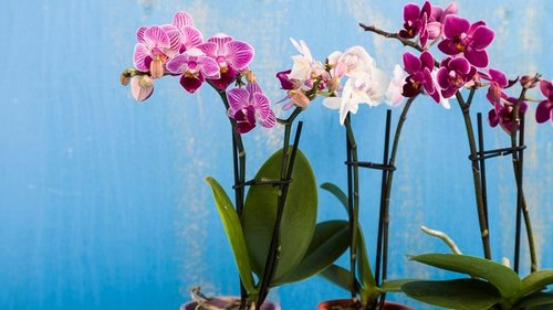 Что сделать, чтобы размножить орхидею и превратить ее в гордость дома