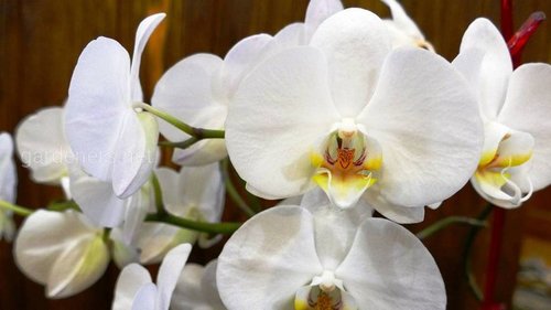 Всё, что нужно знать о цветении орхидей: секреты правильного ухода