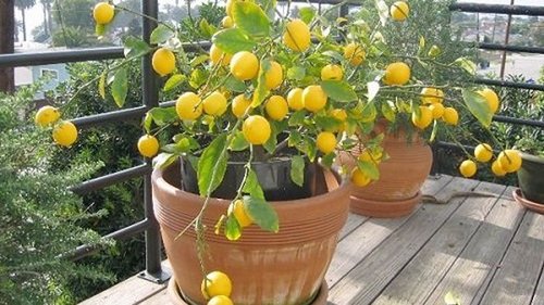 Руководство по выращиванию лимона в кофейной кружке
