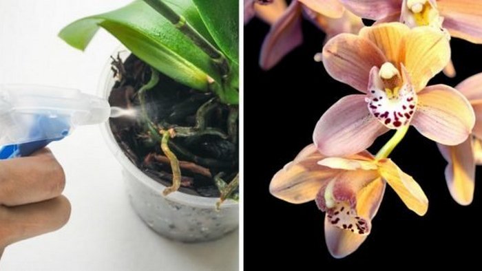 Как выходить увядшую и безнадежную орхидею