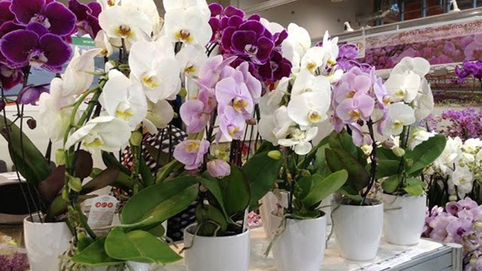 Как ухаживать за орхидеей после покупки