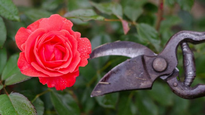 Зачем заниматься обрезкой роз по весне