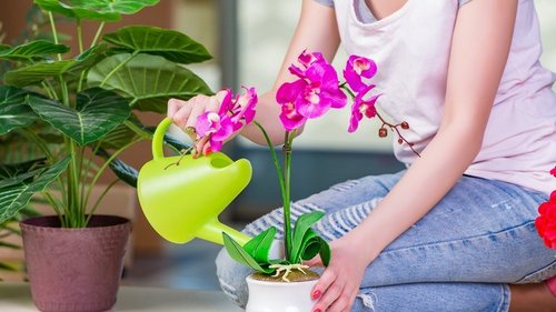 Мощный витаминный комплекс для орхидей