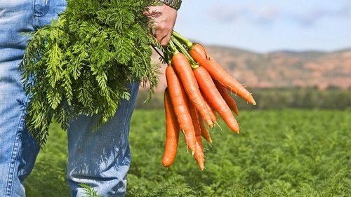 Как собрать богатый урожай моркови