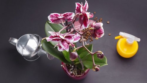 Как простимулировать цветение орхидеи
