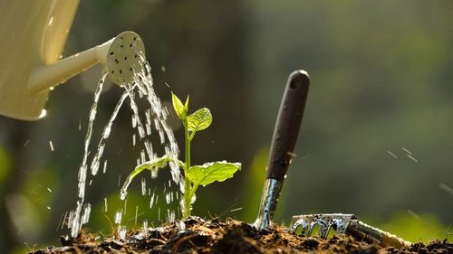 Почему не нужно поливать семена после посева