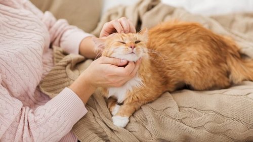 В чём причина сильного кошачьего запаха в квартире и почему у некоторых кошатниц его нет