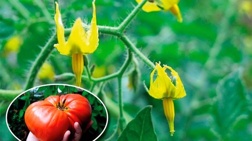 Чем подкормить томаты, если цветов много, а завязей мало