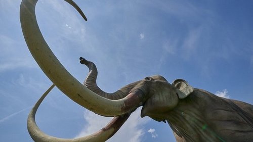 Почему первобытные охотники жалели слонов, но беспощадно преследовали мамонтов