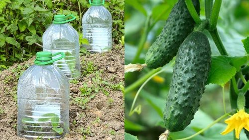 Сосед выращивает огурцы в бутылках, перенимаю его опыт, фантазируем о богатом урожае