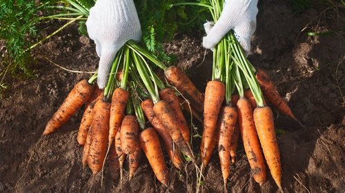 Ленивый дачник показывает, как сеять морковь, чтобы не прореживать потом