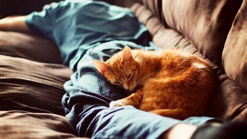 Зачем коты спят на хозяйской спине