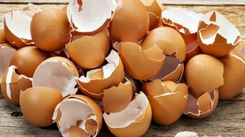 10 причин не выбрасывать яичную скорлупу, если у вас есть дача