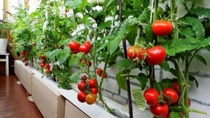 Домашний огород. Овощи, которые можно вырастить на балконе