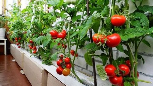 Домашний огород. Овощи, которые можно вырастить на балконе