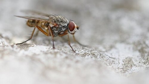 Луковая муха: все способы борьбы