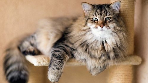 7 безопасных пород кошек для людей с аллергией на шерсть