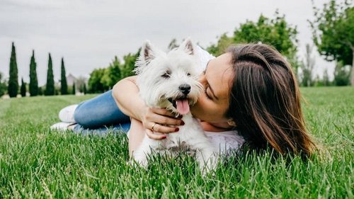 Собака, которая не пахнет псиной: породы для людей с чувствительным носом