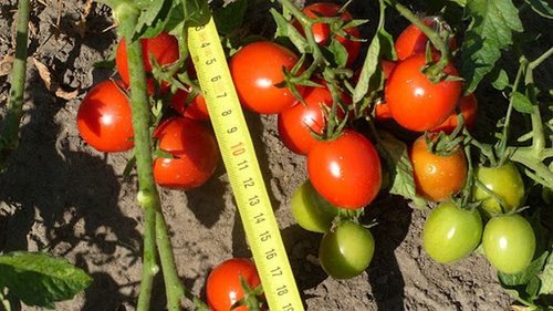 Вершинная гниль томатов: лечение и профилактика