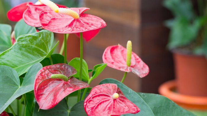 Цветок антуриум: уход за экзотическим растением в домашних условиях