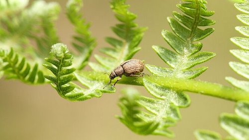 5 опасных жуков, которые больше всего вредят урожаю и 5 полезных