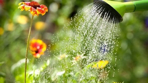 Как помочь растениям в жару? 5 важных действий