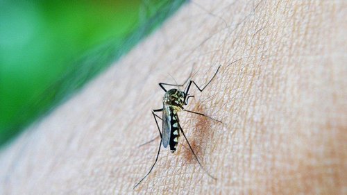 Комары: причины, по которым они укусят именно вас