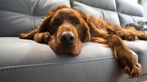 Самые ленивые и спокойные породы собак