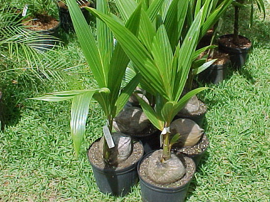Кокосовая пальма  как ухаживать в домашних условиях