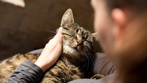 Погладьте доктора: может ли кот вылечить своего человека